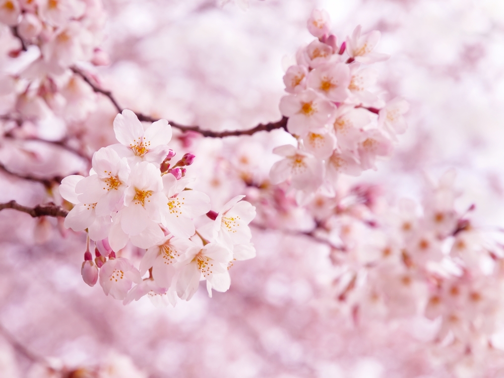 Annual Conyers Cherry Blossom Festival ©optimarc