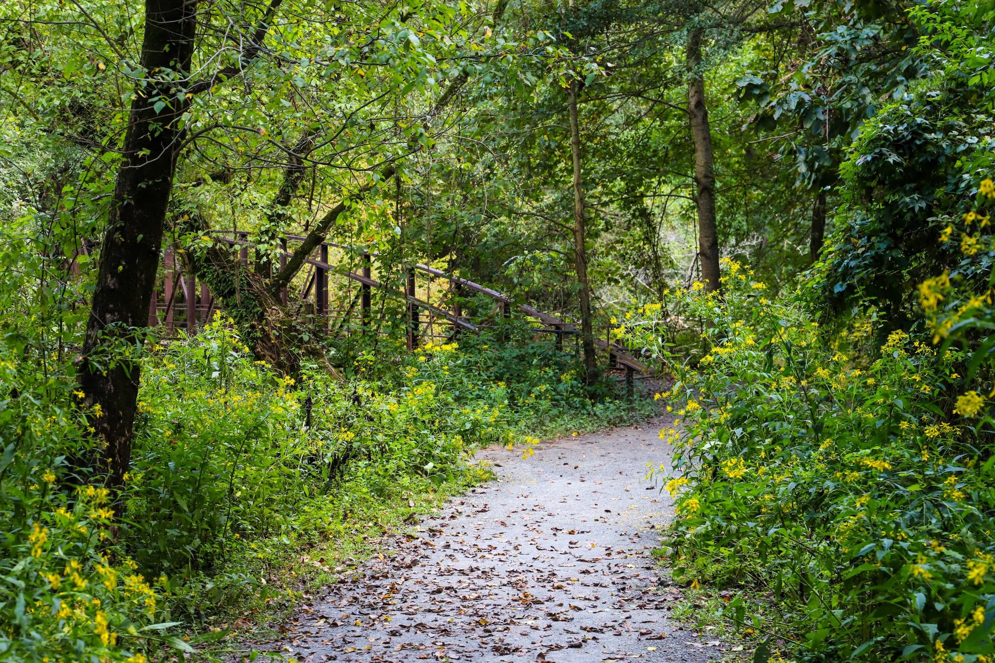 path in a forest ©Marcus E Jones