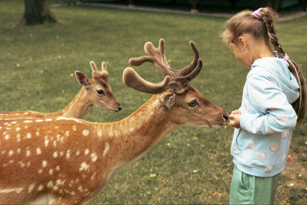 Young girl feeding a deer at a wildlife sanctuary ©Olya Komarova