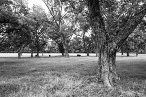 Black and white historic pecan tree grove representative of the original Lucas Farms property in Mesquite, Texas.
©JNix