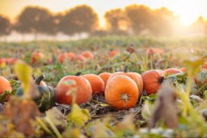 pumpkins laying in a pumpkin patch
©FamVeld